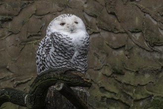 Snowy owl (Bubo scandiacus), Nordhorn Zoo, Lower Saxony, Germany, Europe