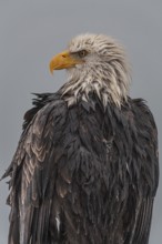 Bald eagle, Haliaeetus leucocephalus, portrait, rain, adult, winter, Homer, Alaska, USA, North