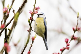 A blue tit (Parus caeruleus) sitting on a branch with pink flowers in front of a blurred