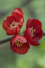 Chaenomeles japonica (Chaenomeles Japonica), Emsland, Lower Saxony, Germany, Europe