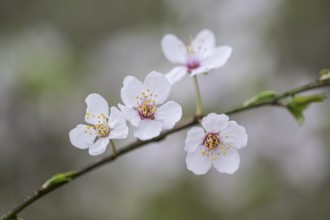 Myrobolane (Prunus cerasifera), Emsland, Lower Saxony, Germany, Europe