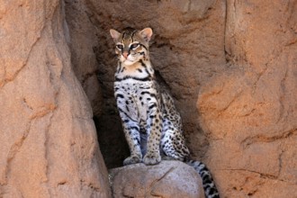 Ocelot (Leopardus pardalis), adult, sitting, at the den, alert, Sonora Desert, Arizona, North