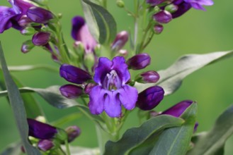 Upright bearded thread (Penstemon strictus), flower, flowering, Germany, Europe