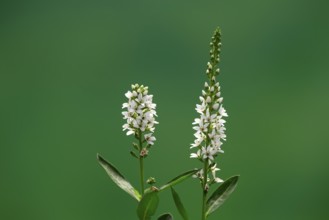 Spiked speedwell (Veronica spicata), (Pseudolysimachion spicatum), white, flower, flowering,