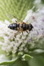 Tapered Dronefly (Eristalis pertinax), Emsland, Lower Saxony, Germany, Europe