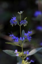 Clandon caryopteris (caryopteris x clandonensis), flower, flowering, Germany, Europe