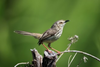 Spotted Prinia (Prinia maculosa), adult, on wait, singing, Kirstenbosch Botanical Gardens, Cape