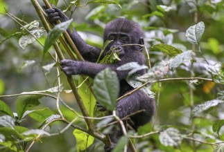 Western lowland gorilla (Gorilla gorilla gorilla) near the Baï-Hokou forest clearing, juvenile,