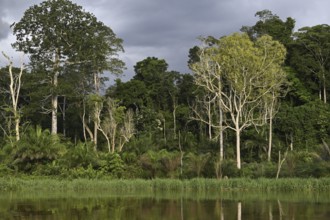 Landscape along the Sangha River, jungle giants, Congo Basin, Dzanga-Sangha Complex of Protected