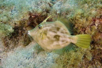 A brown filefish (Stephanolepis hispidus) swims across the seabed close to aquatic plants. Dive