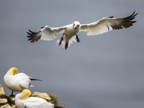 Northern Gannet, Morus bassanus, bird in flight over sea, Bempton Cliffs, North Yorkshire, England,