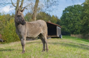 Donkey (Equus asinus asinus) or domestic donkey, completely grey coloured variant with eel line and