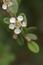 Small-leaved cotinga (Cotoneaster microphyllus), flower, ornamental plant, native to Asia