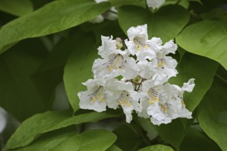 Common trumpet tree (Catalpa bignonioides, Catalpa syringifolia), flowers, ornamental tree, North