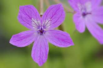 Pyrenean heron's bill (Erodium manescavii), flower, France, Europe