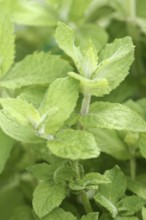 Bowles apple mint or garden apple mint (Mentha x rotundifolia Bowles), leaves, herb plant, North