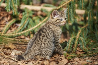 Close-up of European wildcat (Felis silvestris silvestris) kitten in spring in the bavarian forest