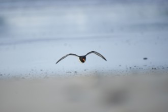 Close-up of Eurasian oystercatcher (Haematopus ostralegus) in spring (april) on Helgoland a small