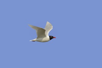 Herring Gull (Ichthyaetus melanocephalus, Larus melanocephalus), flying, Camargue, Provence,