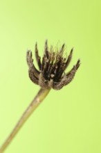 Cretaceous ragwort (Hedypnois rhagadioloides, Hedypnois cretica), fruit stand, Camargue, Provence,