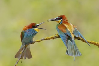 Bee-eater (Merops apiaster) pair arguing excitedly on a branch, couple, wildlife, animals, birds,