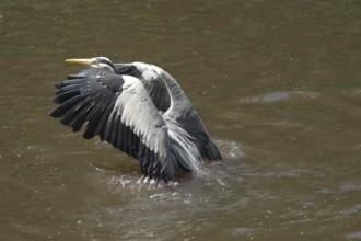 Grey heron (Ardea cinerea) taking off from the water, Lower Saxony, Germany, Europe