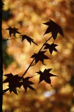 Leaves of the amber tree, October, Germany, Europe