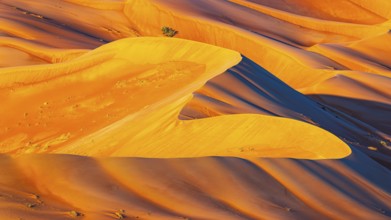 Wind-sculpted, curved, sand dunes in the Rub al Khali desert, Dhofar province, Arabian Peninsula,