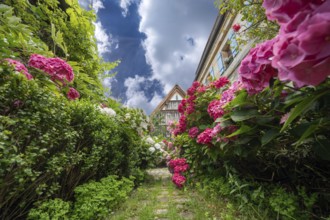 Hydrangea in bloom in the front garden of an old Franconian farmhouse, Ödenberg, Middle Franconia,