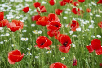 Flowering poppy (Papaver rhoeas), Franconia, Bavaria, Germany, Europe