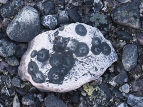 Stones, forming ancient, tidal shoreline, covered in lichen, Varanger National Park, Varanger