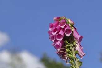 Common foxglove (Digitalis purpurea), flowers, from the plantain family, highly toxic, deadly