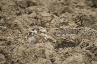 European hare (Lepus europaeus) perfectly camouflaged in its nest in a field furrow, Lower Austria,