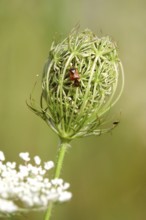 Wild carrot with bug, summer, Germany, Europe