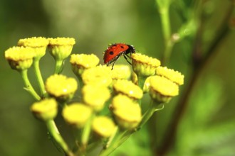 Ladybird (Coccinellidae), summer, Germany, Europe