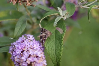 Silver y (Autographa gamma), moth, macro, summer lilac, close-up of a gamma owl on a leaf of summer