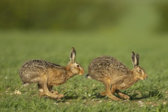 Brown hare (Lepus europaeus) two adult animals running in a farmland cereal field in springtime