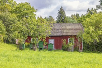 Old red wooden cottage with beehives at the edge of the forest in summer, Sweden, Europe