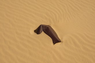 Sheet metal fragment on a sandy surface in the desert, Matruh, Great Sand Sea, Libyan Desert,