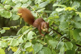 Eurasian squirrel (Sciurus vulgaris) eating a hazelnut, hazel (Corylus avellana), on branch in