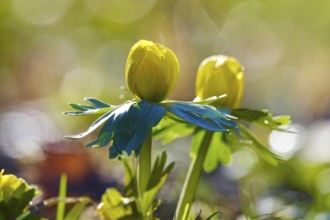 Winter aconites (Eranthis hyemalis), Germany, Europe