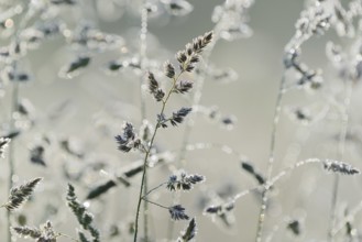 Orchard grass (Dactylis glomerata) with morning dew in fog, North Rhine-Westphalia, Germany, Europe