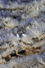 Hoarfrost, Winter, Germany, Europe