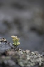 Cup lichen (Cladonia fimbriata) growing on a rock, portrait, close-up, nature, nature photograph,