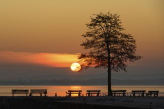 Sunrise at Lake Dümmer, jetty, stillness, lake, tree, sun, Dümmerlohhausen, Lower Saxony, Germany,