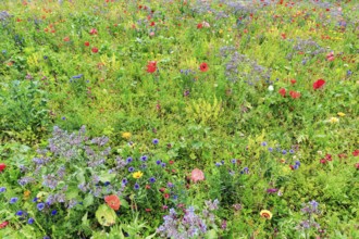 Colourful flower meadow, Germerode, Meißner, Frau-Holle-Land Geo-nature park Park, Hesse, Germany,