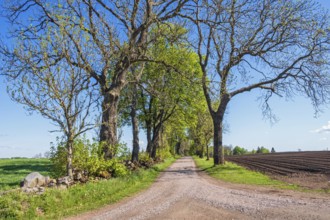 Tree Lined gravel road in the countryside with lush green trees