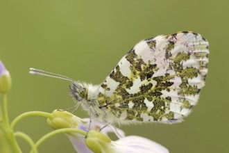 Orange tip (Anthocharis cardamines) on cuckoo flower (Cardamine pratensis), North Rhine-Westphalia,