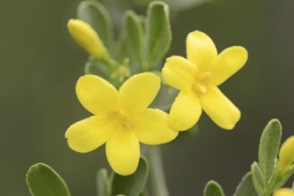 Shrub jasmine or shrubby jasmine (Chrysojasminum fruticans, Jasminum fruticans), flowers, Provence,