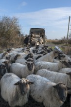 Shepherd loading his sheep into a double-decker livestock trailer, Mecklenburg-Western Pomerania,